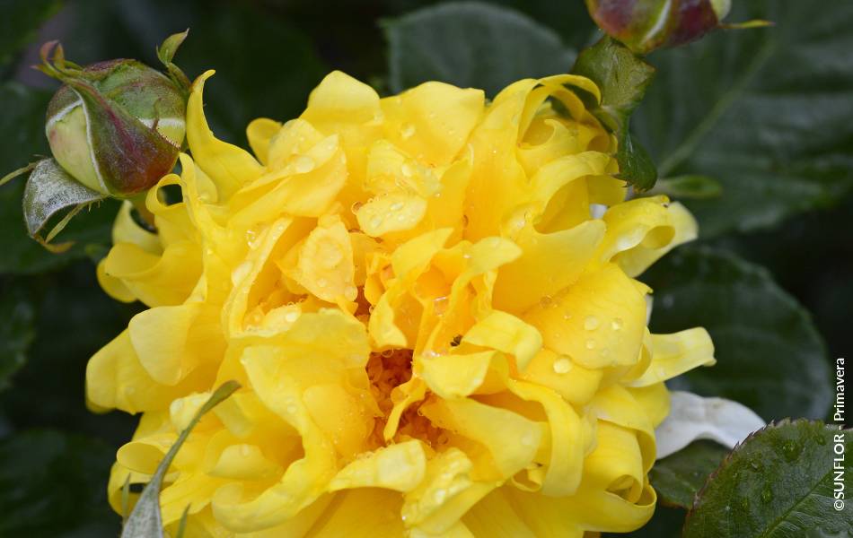 ©SUNFLOR - Primavera
